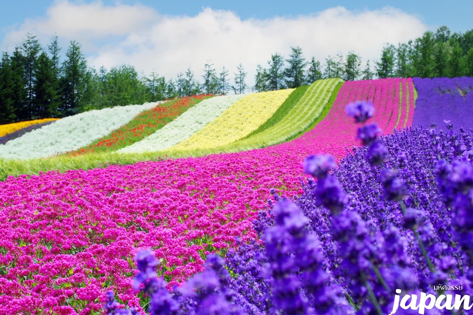 มหัศจรรย์...HOKKAIDO อาซาฮิกาว่า ลาเวนเดอร์ ซัปโปโร 5 วัน 3 คืน 2