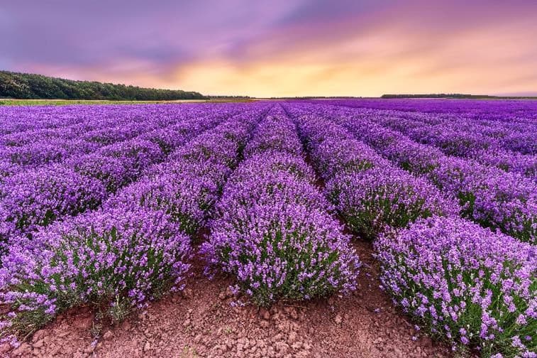 LUXURY LAVENDER TURKIYE 8 DAYS 1