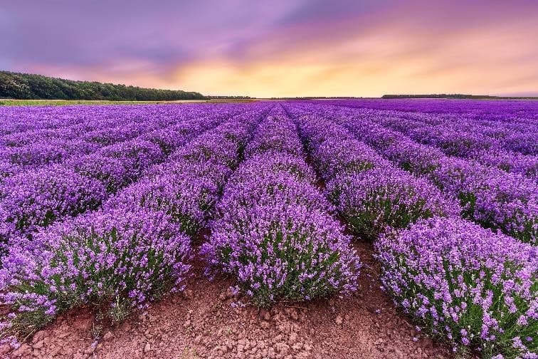 TURKIYE LAVENDER TROY 8 DAYS 1