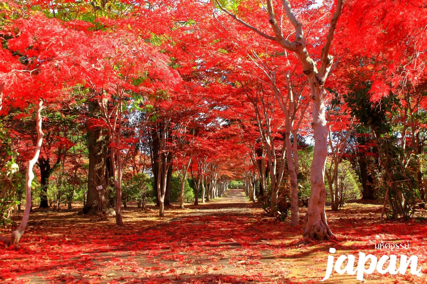 มหัศจรรย์...HOKKAIDO ใบไม้เปลี่ยนสี ฟูราโน่ บิเอะ ซัปโปโร 5 วัน 3 คืน 2