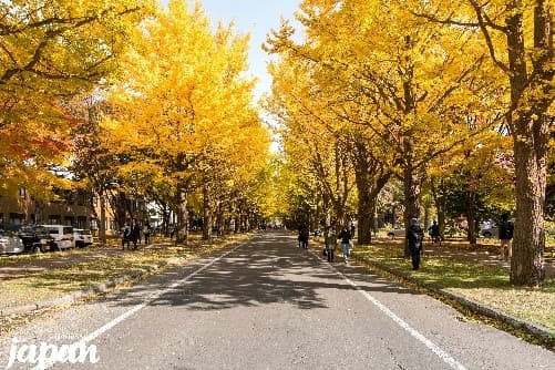 มหัศจรรย์...HOKKAIDO ฟูราโน่ อาซาฮิกาว่า ซัปโปโร 6 วัน 4 คืน 2
