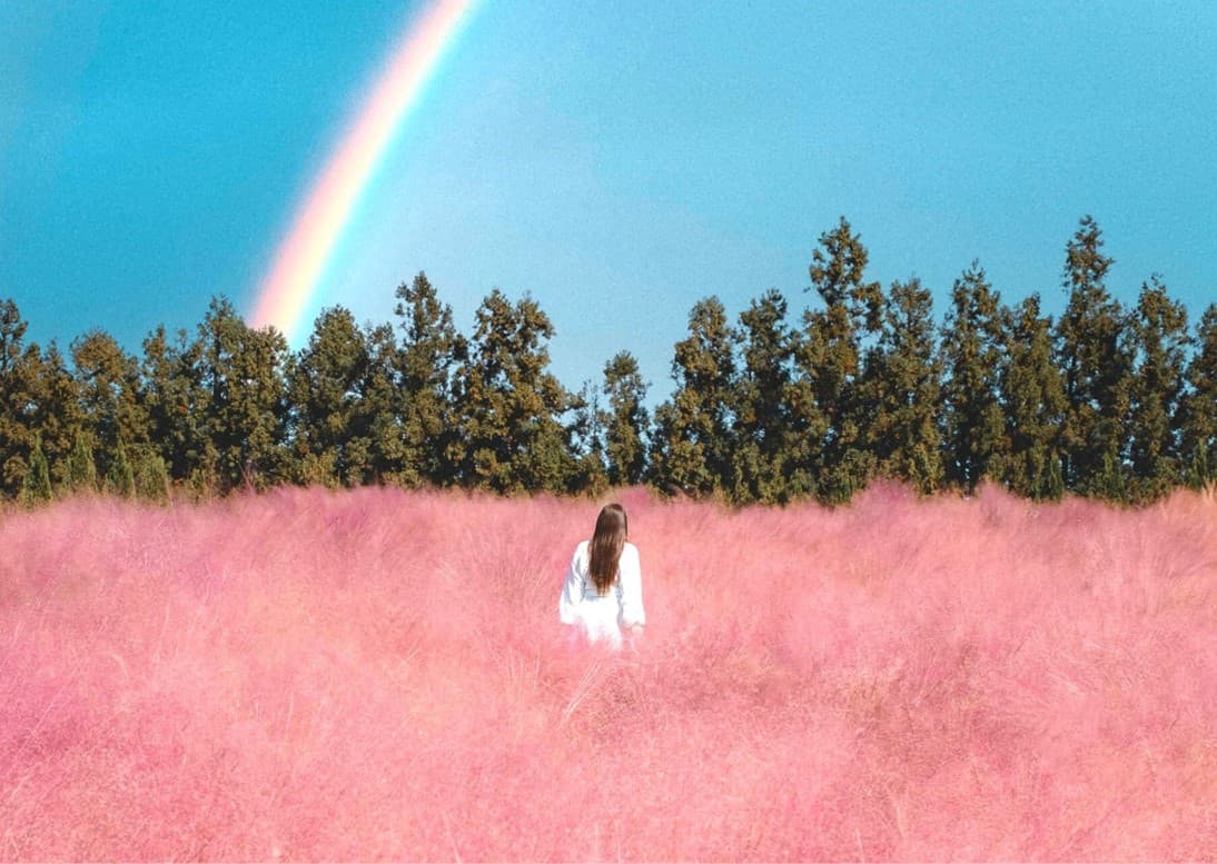 เที่ยวครบทุกวัน Osaka Autumn-Pink Muhly 4