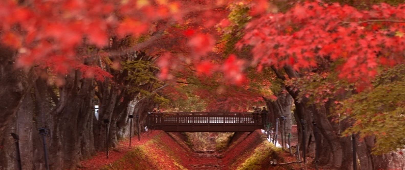 TOKYO นิกโก้ หลงรัก ใบไม้แดง 2