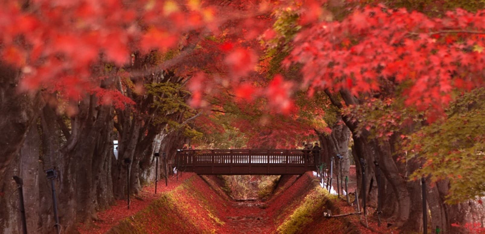 Tokyo เที่ยวครบทุกวัน นิกโก้ ใบไม้เปลี่ยนสี 8