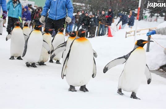 มหัศจรรย์...HOKKAIDO อาซาฮิกาว่า ฟูราโน่ ซัปโปโร 5 วัน 3 คืน 3