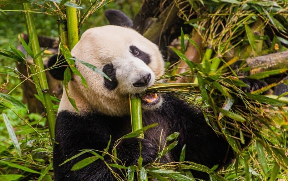 Chengdu เฉิงดู จิ้วจ้ายโกว หวงหลง 8