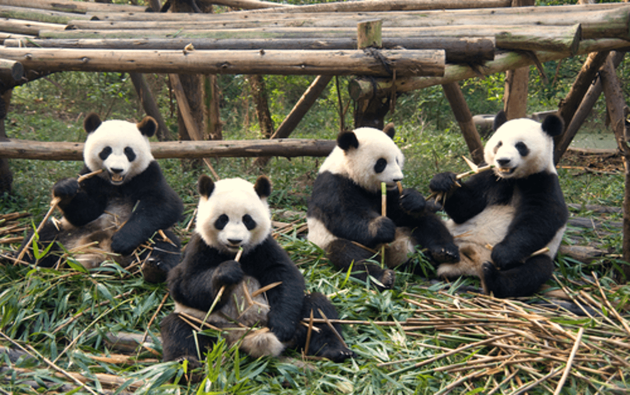Chengdu เฉิงตู จิ่วจ้ายโกว หวงหลง 16