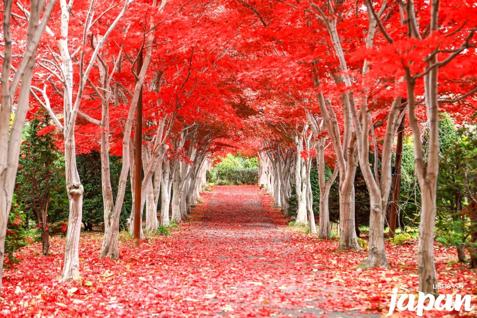 มหัศจรรย์ HOKKAIDO ฟูราโน่ㆍอาซาฮิกาว่าㆍ โจซังเคㆍซัปโปโร 10