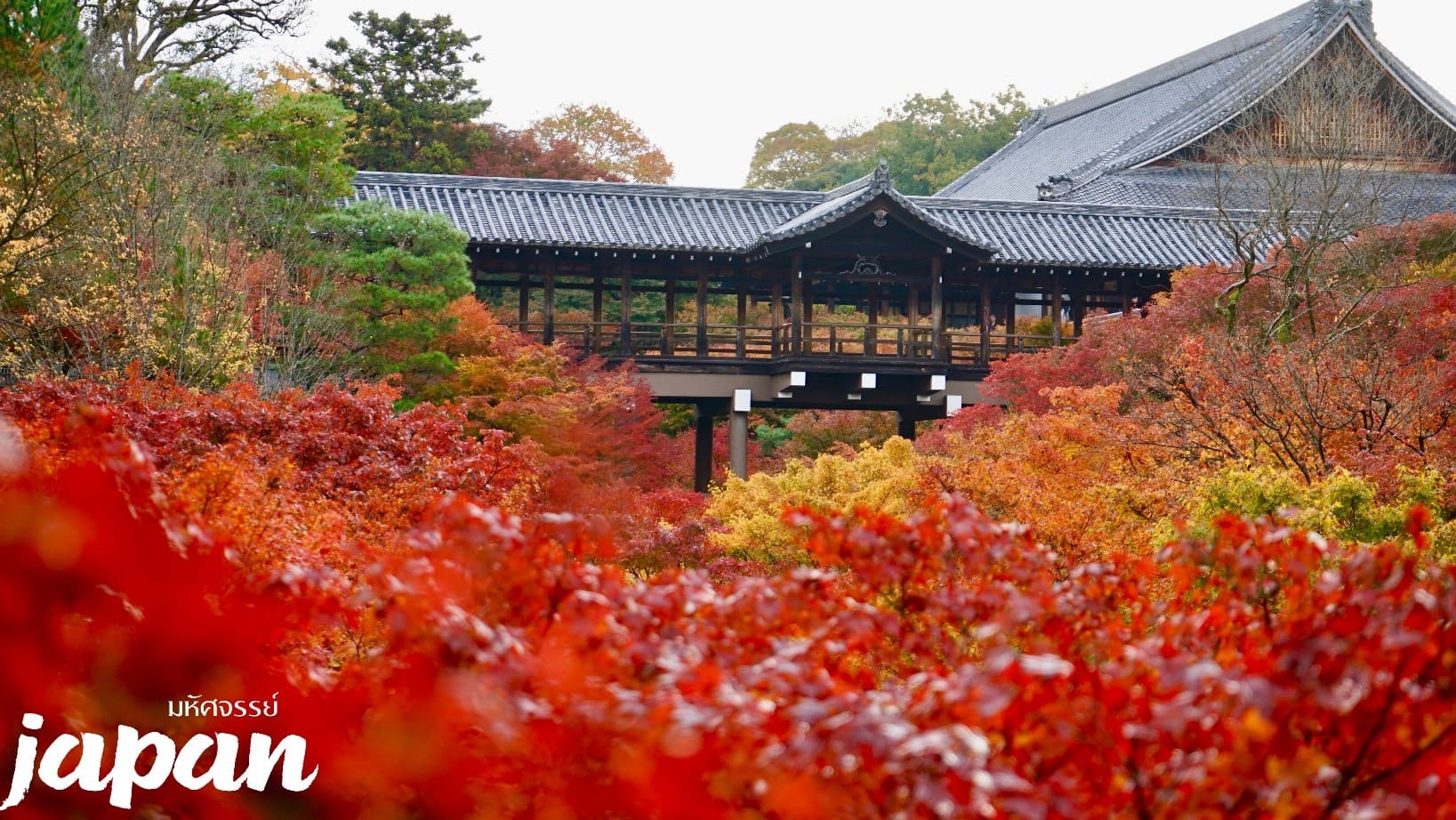 มหัศจรรย์ JAPAN นาโกย่า  ชิราคาวาโกะ* หุบเขาโครังเค  เกียวโต- โอซาก้า 3