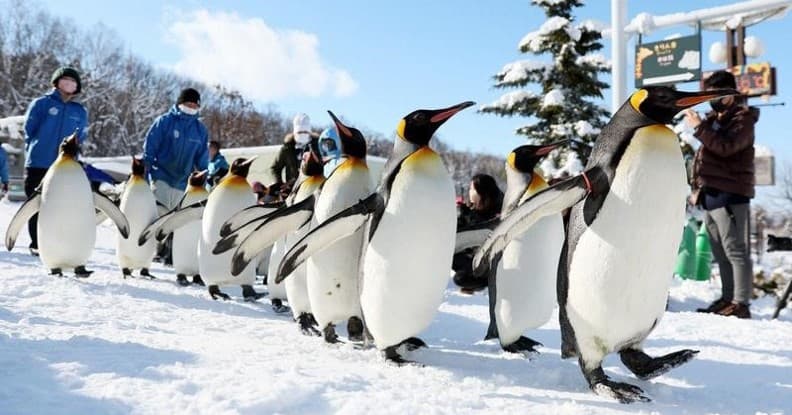 HOKKAIDO ซัปโปโร อาซาฮิกาว่า โซอุนเคียว ฟูราโน่ โอตารุ 1