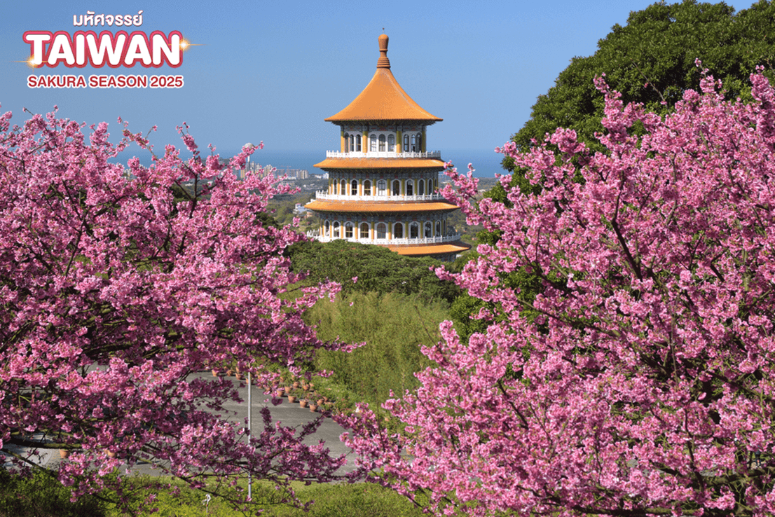 มหัศจรรย์ TAIWAN SAKURA SEASON 2025 3