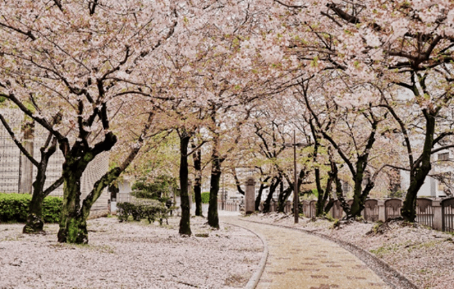 Winter Cool... FUKUOKA YUFUIN KITA KYUSHU 5วัน3คืน 11