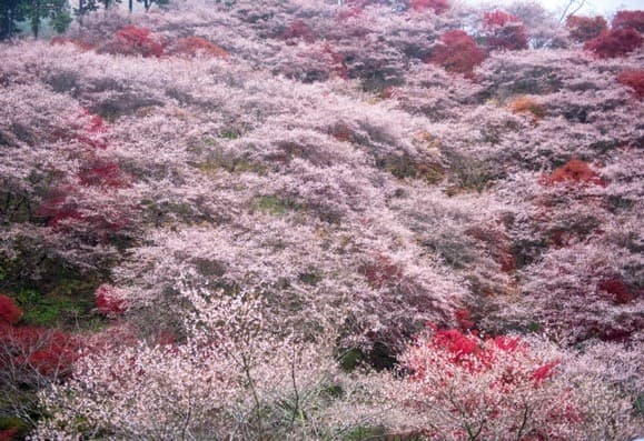 Artumn and Shikizakura NAGOYA ชิราคาวาโกะ ทาคายาม่า เกี่ยวโต โอซาก้า 4