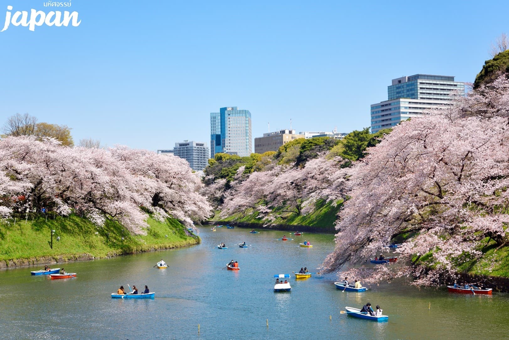 มหัศจรรย์...TOKYO ชมซากุระสวนจิโดริกะฟุจิ ฮาโกเน่ ฟูจิ 5 วัน 4 คืน 7