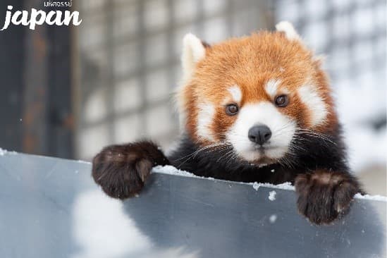 มหัศจรรย์...HOKKAIDO มอนเบ็ตสึ อาซาฮิกาว่า ล่องเรือตัดน้ำแข็ง 6 วัน 4 คืน 5