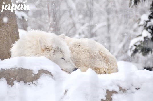 มหัศจรรย์...HOKKAIDO มอนเบ็ตสึ อาซาฮิกาว่า ล่องเรือตัดน้ำแข็ง 6 วัน 4 คืน 6