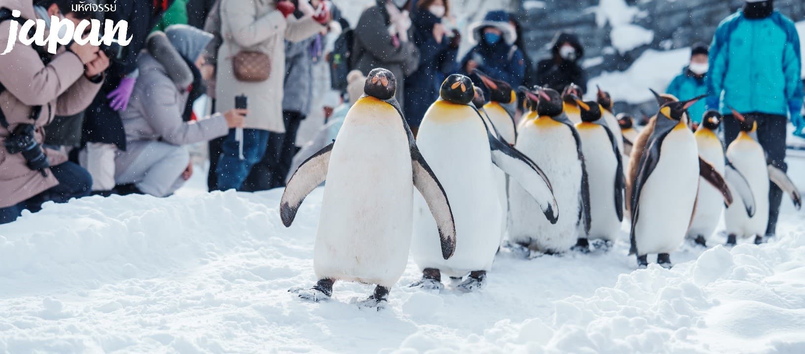 มหัศจรรย์...HOKKAIDO มอนเบ็ตสึ อาซาฮิกาว่า ล่องเรือตัดน้ำแข็ง 6 วัน 4 คืน 7