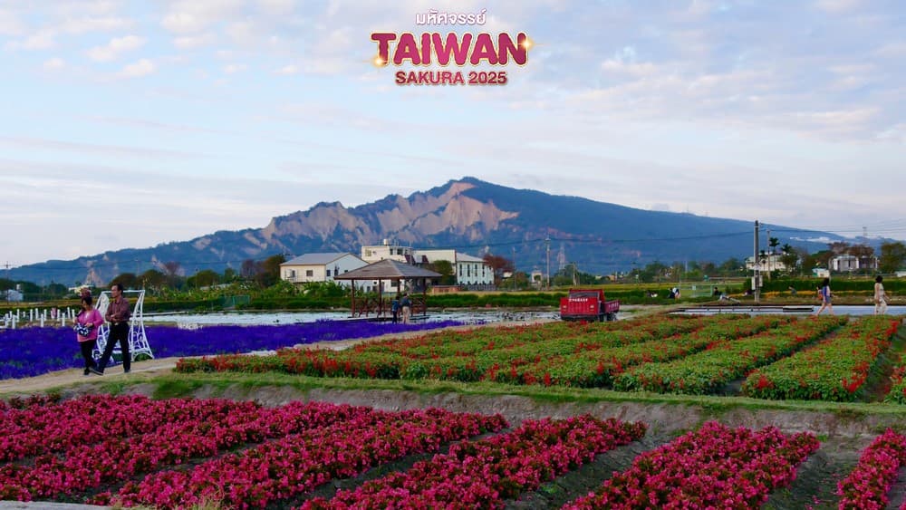 มหัศจรรย์..TAIPEI SAKURA 2025 4 วัน 3 คืน 3