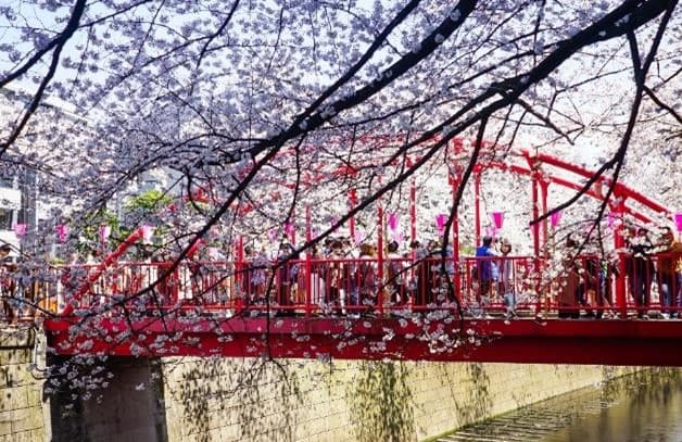Sakura Dream TOKYO FUJI 5 วัน 3 คืน 13