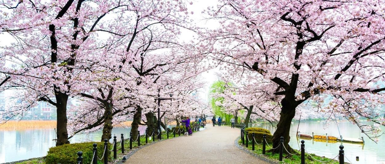 Sakura Dream TOKYO FUJI 5 วัน 3 คืน 14