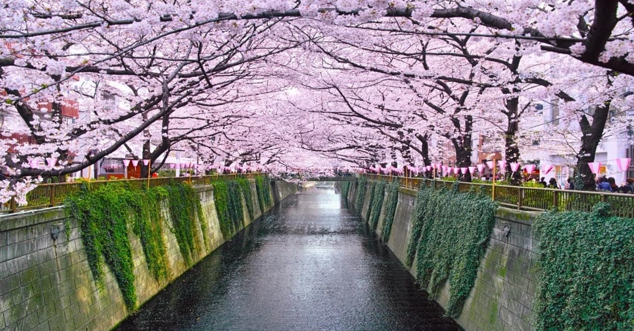 Sakura Dream TOKYO FUJI 5 วัน 3 คืน 15