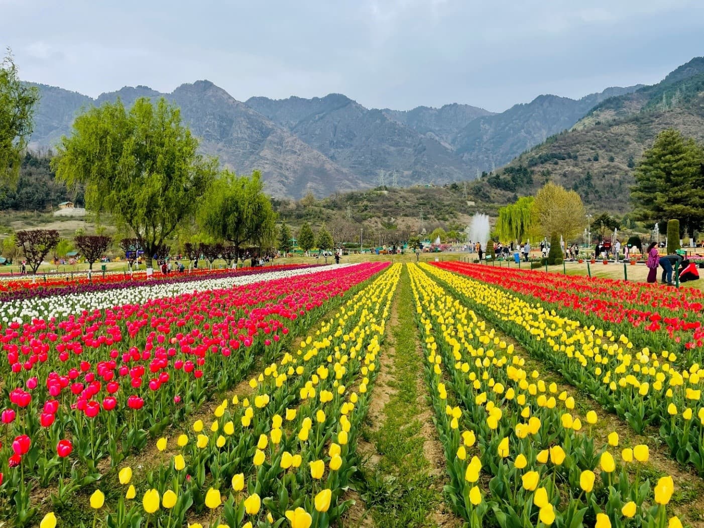 KASHMIR TULIP LOVER 6D5N 7