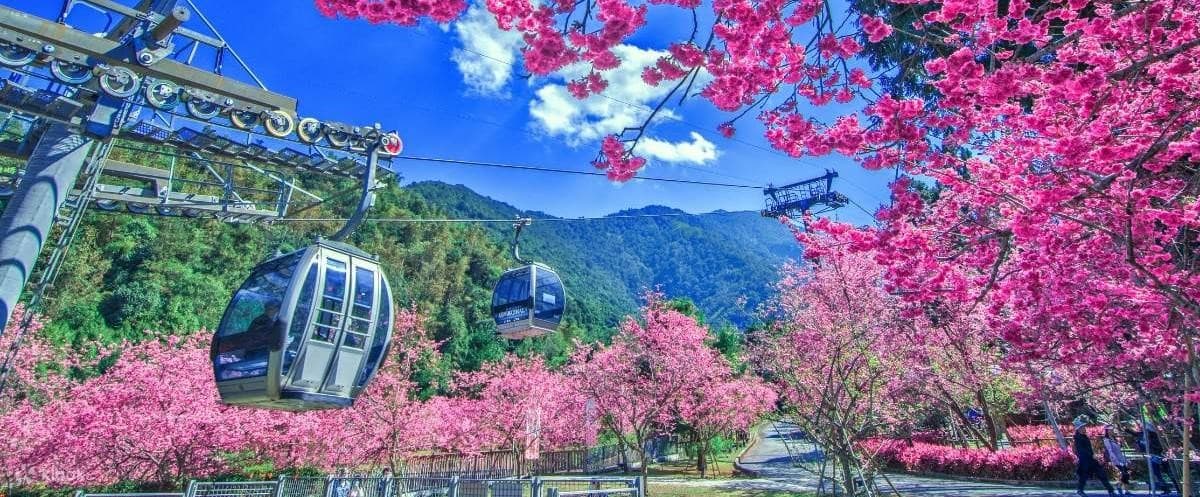 TAIWAN เจียอี้ ไทเป อาลีซาน สุริยันจันทรา ชมซากุระ 13