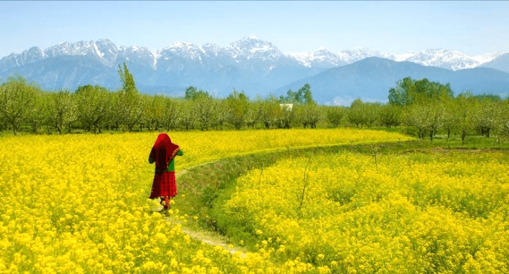 KASHMIR ศรีนาคา กุลมาร์ค พาฮาลแกรม โซนามาร์ค ทิวลิป 1
