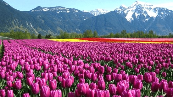 KASHMIR ศรีนาคา กุลมาร์ค พาฮาลแกรม โซนามาร์ค ทิวลิป 4