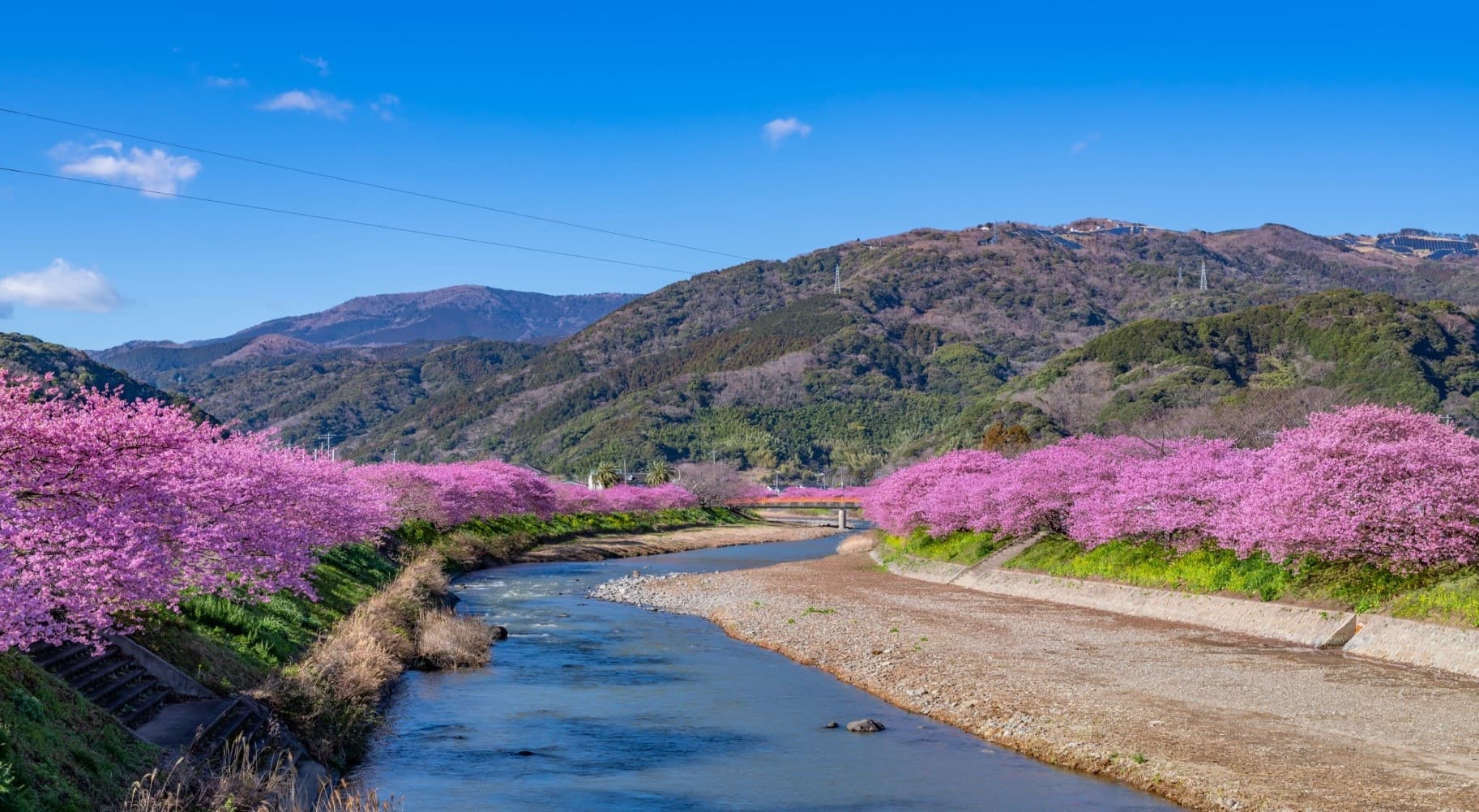 Winter Sakura TOKYO FUJI Kawazu 5วัน 3คืน 2