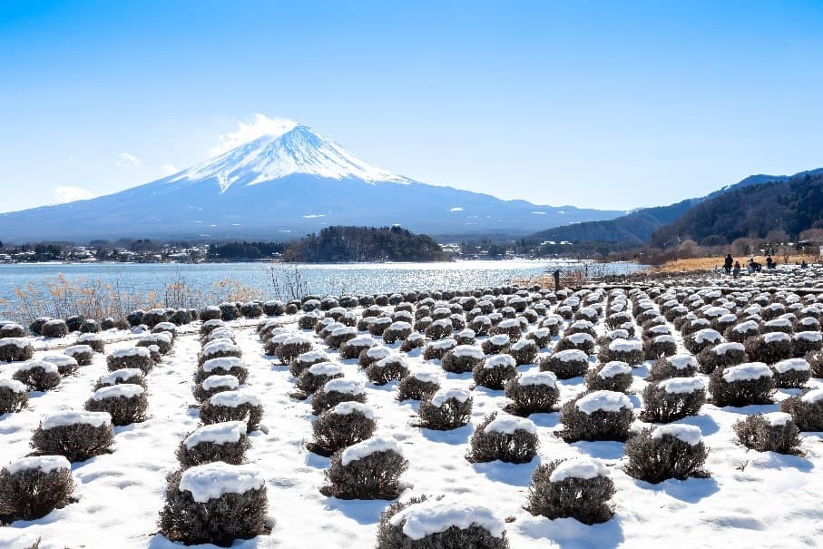 Winter Sakura TOKYO FUJI Kawazu 5วัน 3คืน 4
