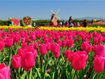 ไต้หวัน หนานโถว ไทเป ล่องเรือสุริยันจันทรา ชมซากุระวัดเทียนหยวน (เที่ยวเต็ม) 9