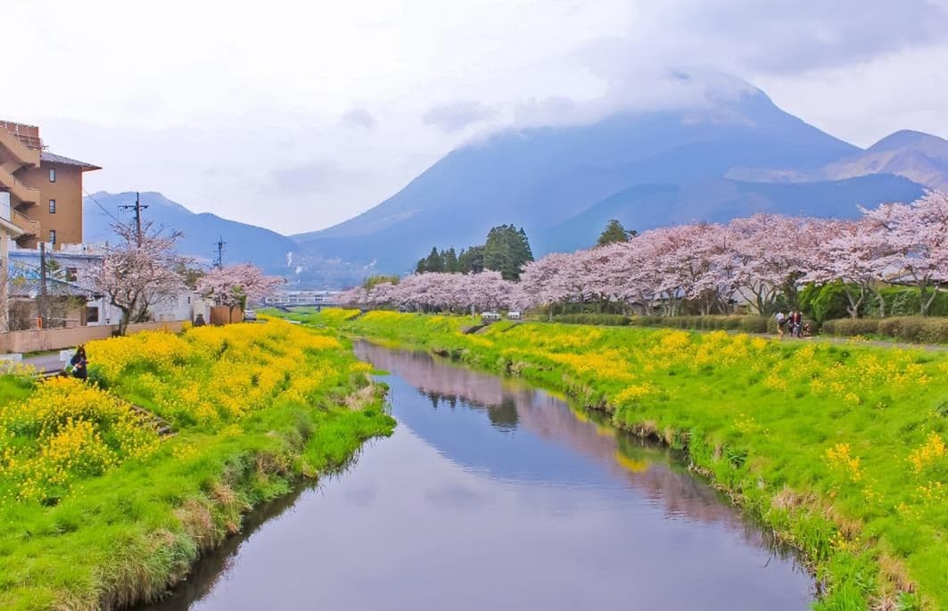 ซุปตาร์ฟุกุโอกะ เยี่ยมหมีคุมะ ซากุระในสวน...FUKUOKA KUMAMOTO BEPPU FREEDAY 5 วัน 3 คืน 1