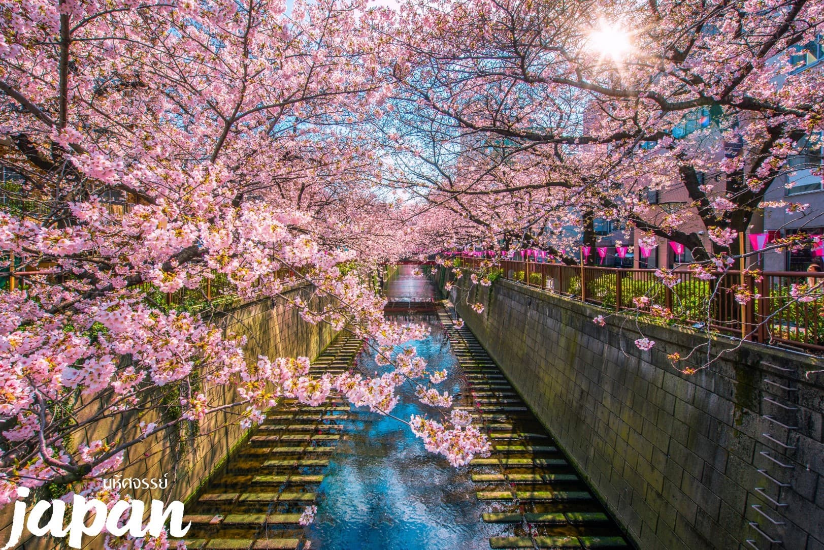 มหัศจรรย์...TOKYO อิบารากิ ฟูจิ คาวาโกเอะ ซากุระ 6 วัน 4 คืน 4