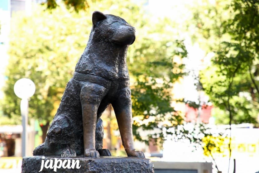 มหัศจรรย์...TOKYO อิบารากิ ฟูจิ คาวาโกเอะ ซากุระ 6 วัน 4 คืน 6