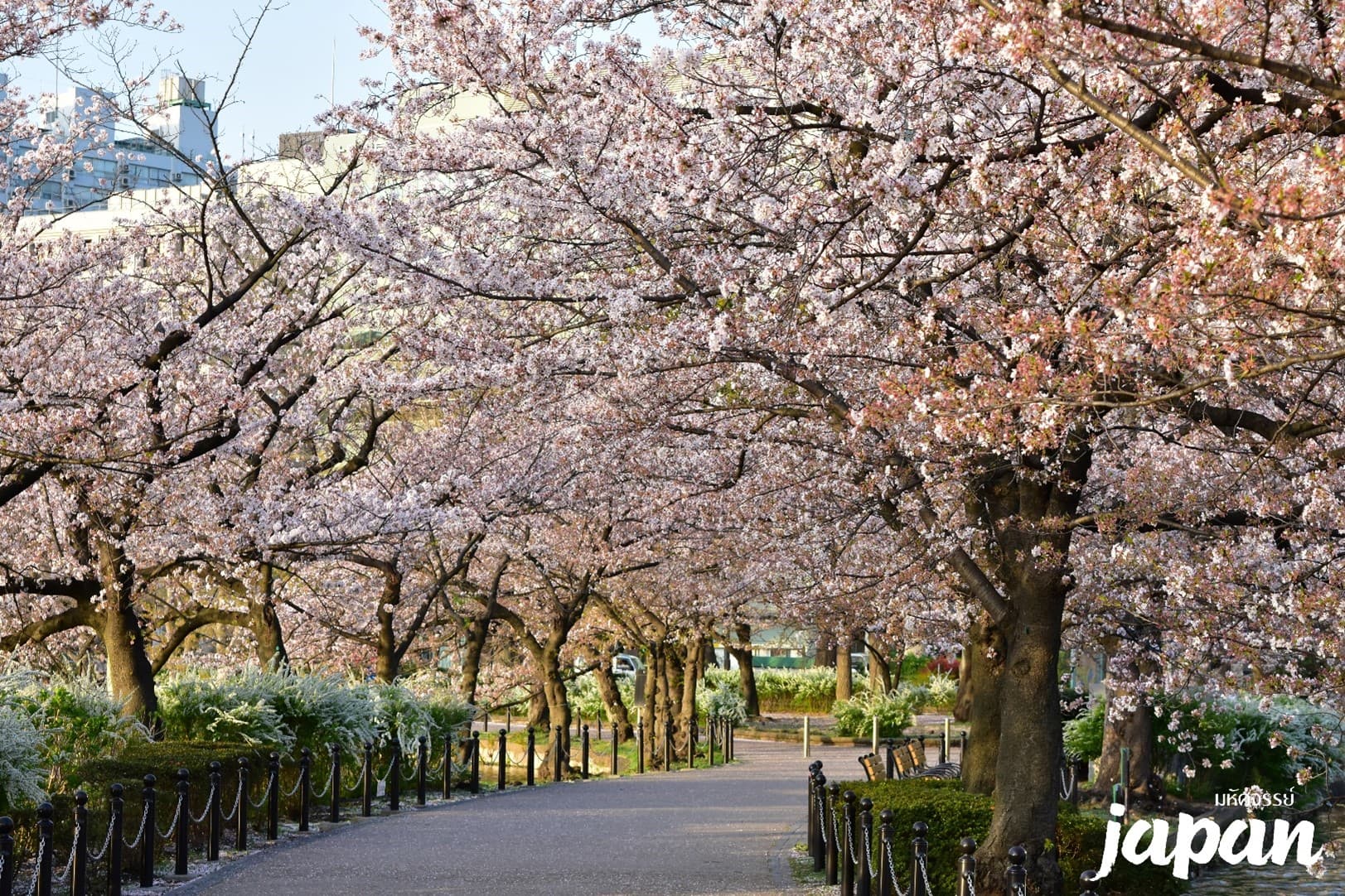 มหัศจรรย์...TOKYO อิบารากิ ฟูจิ คาวาโกเอะ ซากุระ 6 วัน 4 คืน 9