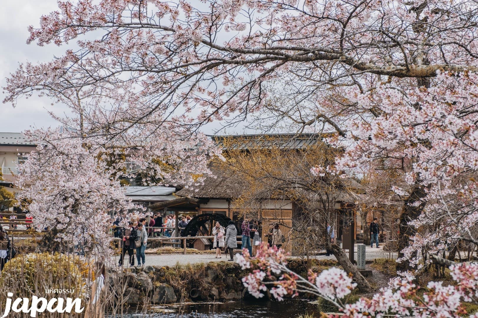 มหัศจรรย์...TOKYO อิบารากิ ฟูจิ ซากุระ 5 วัน 3 คืน 4