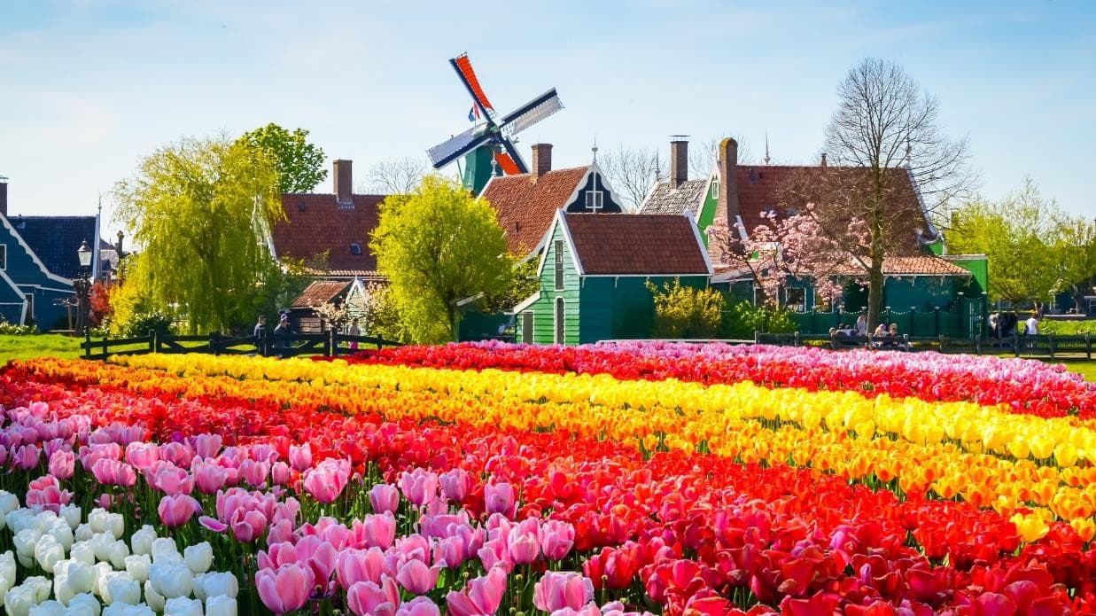 เนเธอร์แลนด์ เบลเยี่ยม ลักเซมเบิร์ก เยอรมัน KEUKENHOF 5
