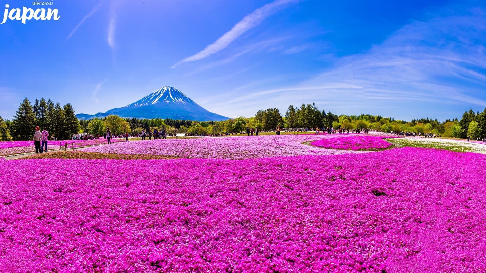 มหัศจรรย์..TOKYO มัตสึโมโต้ คามิโคจิ พิ้งค์มอส 6 วัน 4 คืน 6