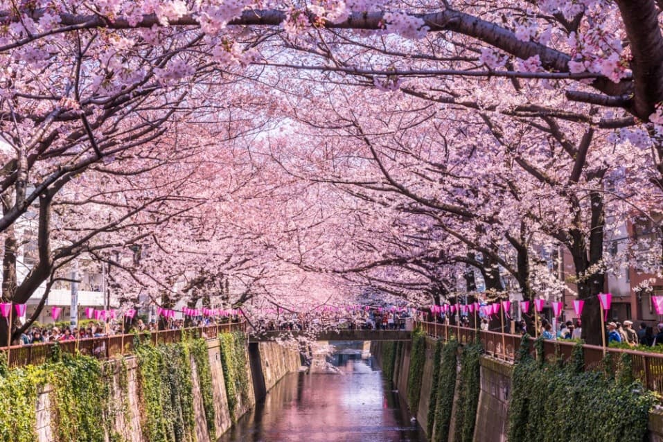 TOKYO ซากุระ สวยจับใจ 2