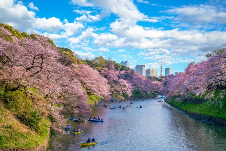 TOKYO ซากุระ สวยจับใจ 4