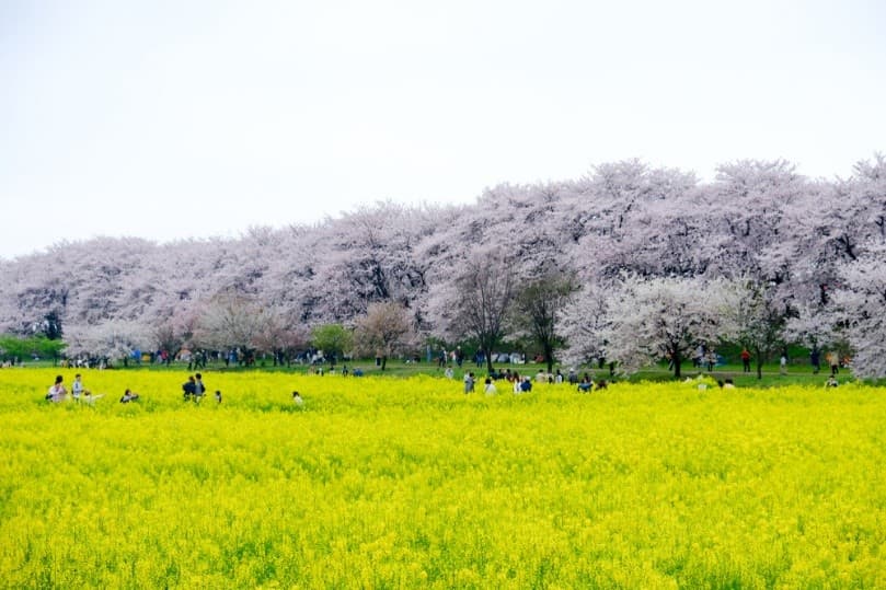 TOKYO ซากุระ สวยจับใจ 6