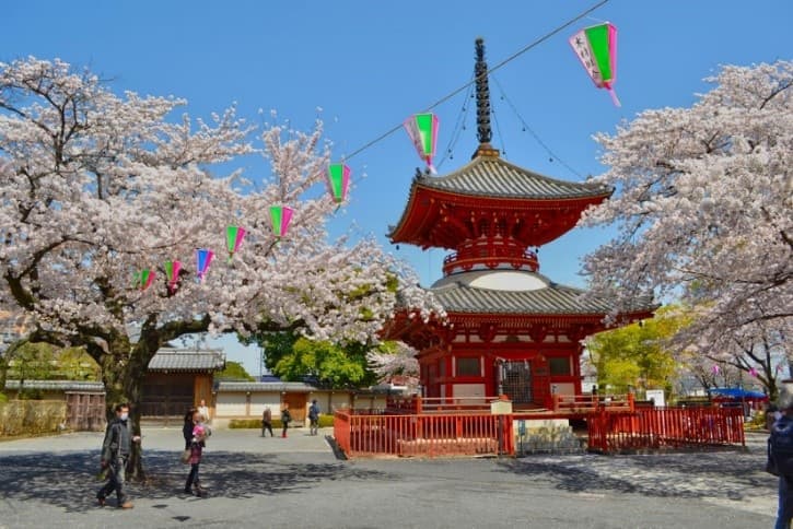 TOKYO ซากุระ สวยจับใจ 8