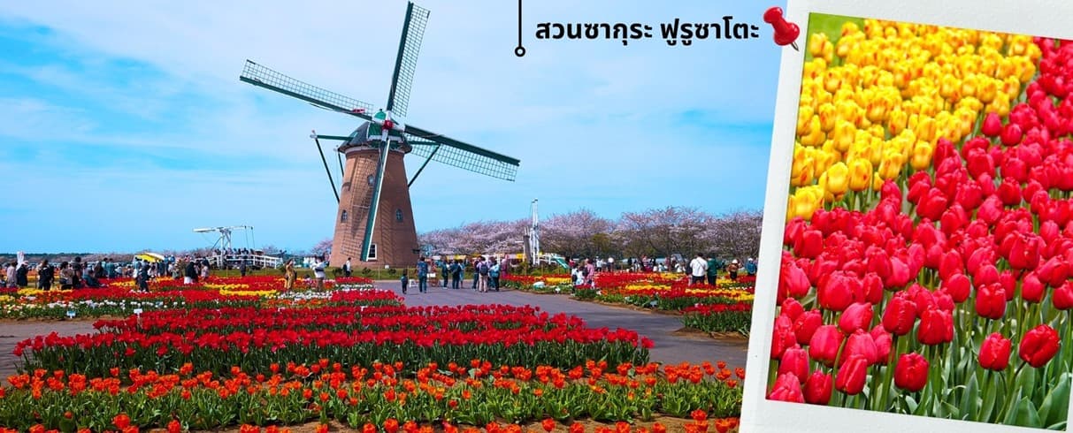 โตเกียว ฟูจิ ล่องเรือฮาโกเน่ ชมดอกทิวลิป 5วัน 3คืน 6