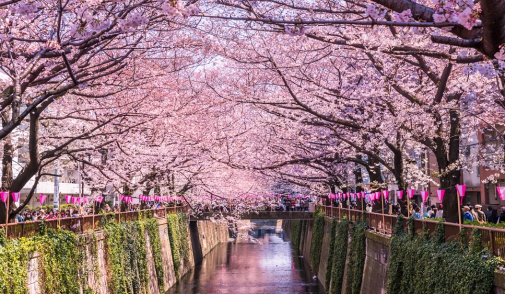 TOKYO ซากุระ บริ้งบริ้ง (เที่ยวเต็ม บินดึก) 4