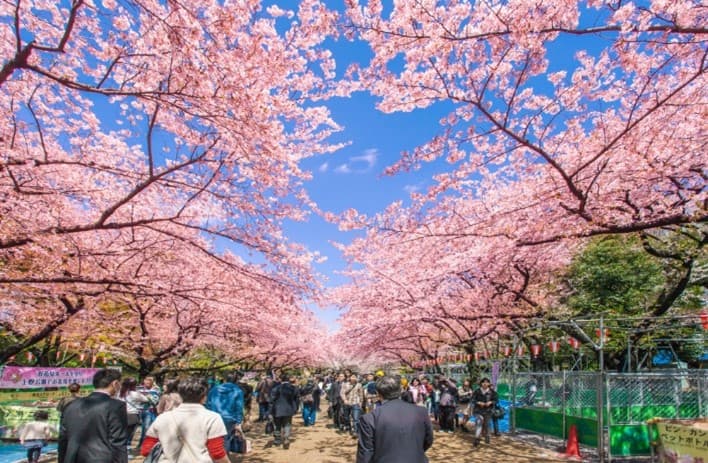 TOKYO ซากุระ บริ้งบริ้ง (เที่ยวเต็ม บินดึก) 8