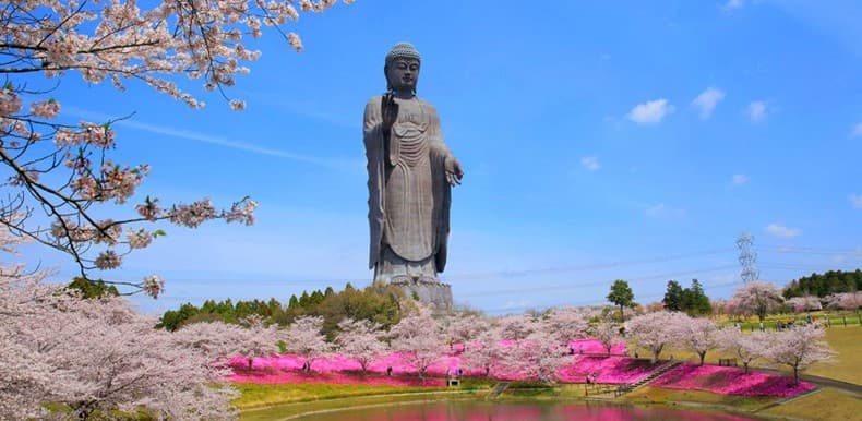 โตเกียว ฟูจิ อิบารากิ ซะกุระ นาริตะ ชมดอกทิวลิป (อิสระ 1 วัน) 1
