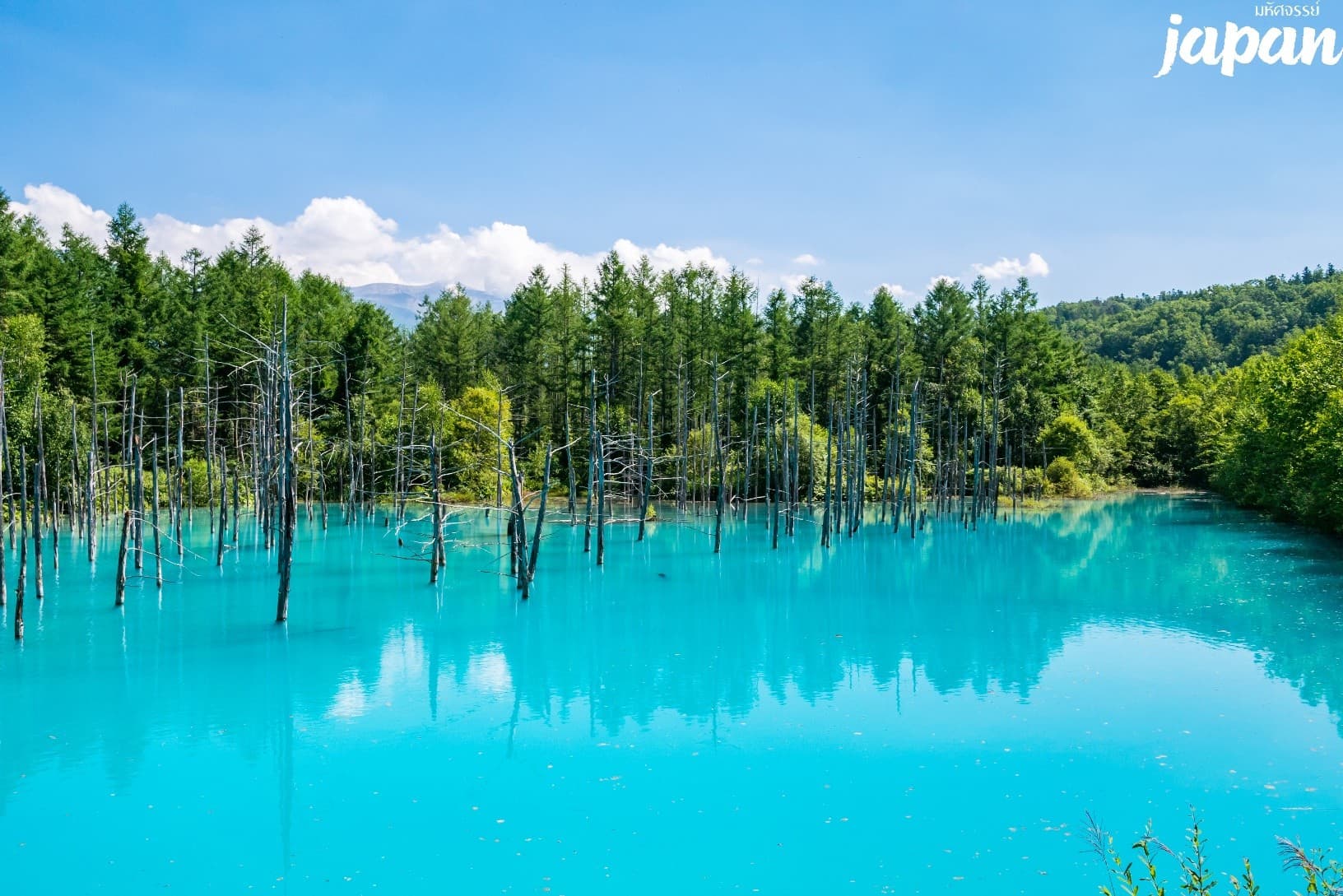 มหัศจรรย์...HOKKAIDO ดอกไม้บาน อาซาฮิกาว่า โอตารุ ซัปโปโร 6 วัน 4 คืน 2