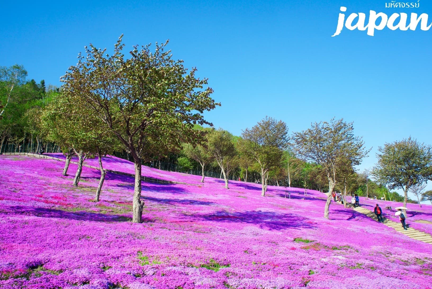 มหัศจรรย์...HOKKAIDO ดอกไม้บาน อาซาฮิกาว่า โอตารุ ซัปโปโร 6 วัน 4 คืน 3