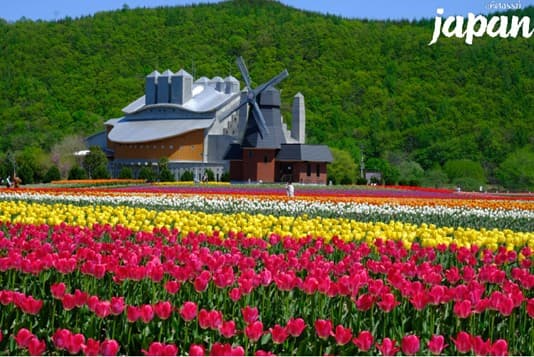 มหัศจรรย์...HOKKAIDO ดอกไม้บาน อาซาฮิกาว่า โอตารุ ซัปโปโร 6 วัน 4 คืน 4
